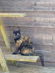 Lost Female Cat last seen Eastleigh Road, Prestwich, England M25 0FJ