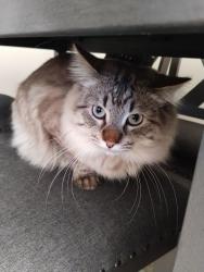 Lost Male Cat last seen Evans road, Perris, CA 92571