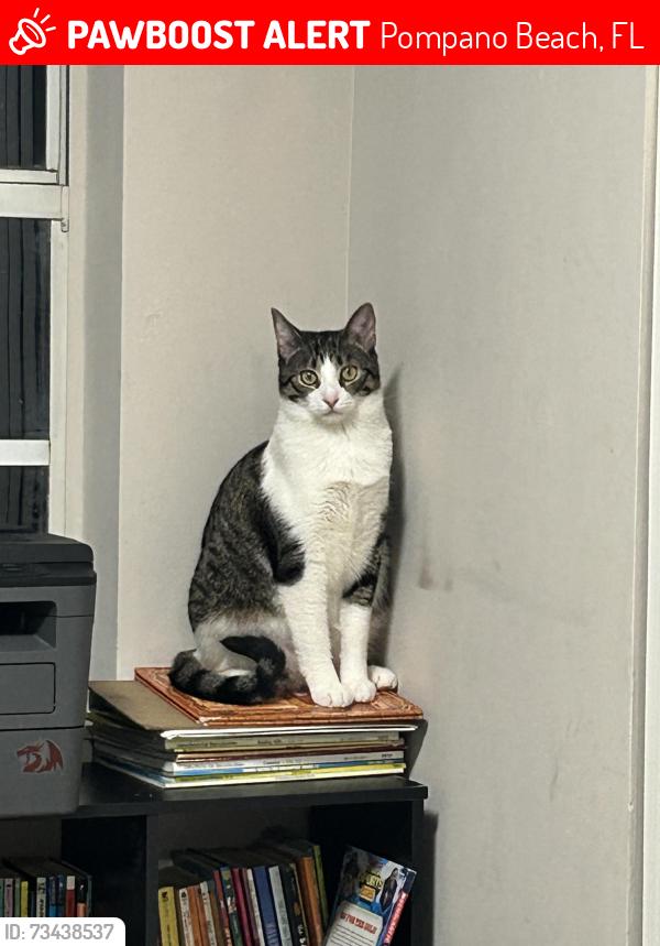 Lost Male Cat last seen North course drive and powerline, Pompano Beach, FL 33069