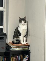 Lost Male Cat last seen North course drive and powerline, Pompano Beach, FL 33069
