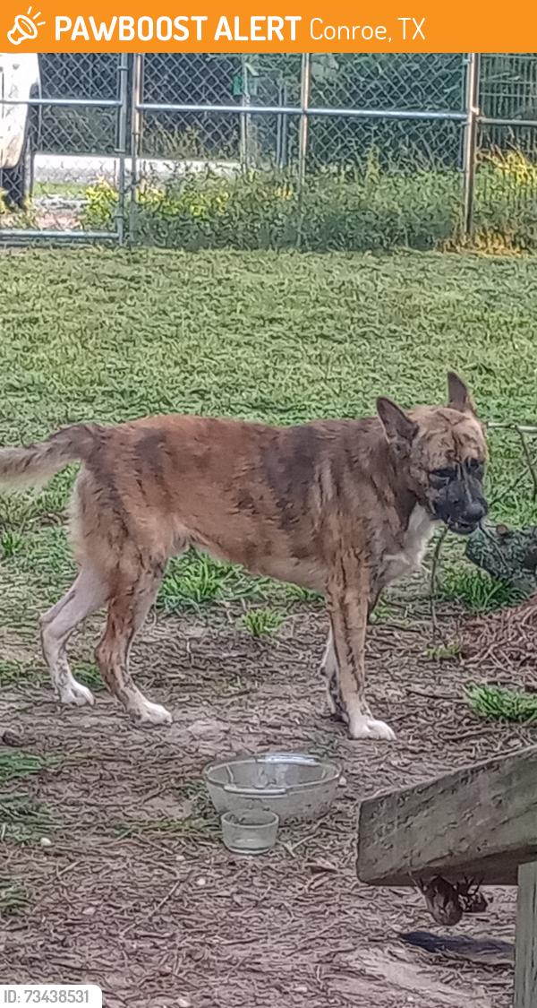 Found/Stray Male Dog last seen Jefferson chemical road Rocky Rd Roy Harris loop, Conroe, TX 77301
