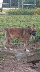 Found/Stray Male Dog last seen Jefferson chemical road Rocky Rd Roy Harris loop, Conroe, TX 77301