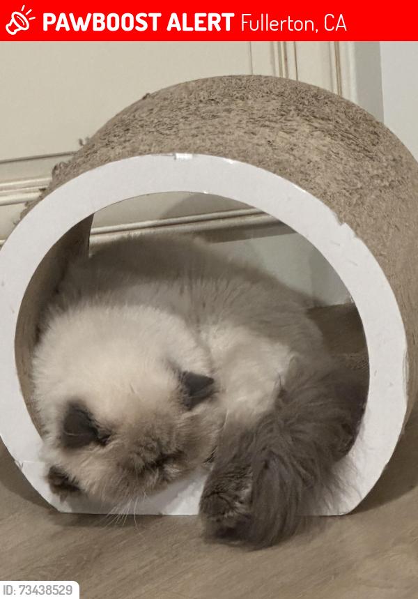Lost Female Cat last seen In front of my hse which is by Laguna lake, Fullerton, CA 92835