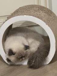 Lost Female Cat last seen In front of my hse which is by Laguna lake, Fullerton, CA 92835