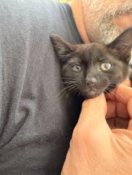 Lost Male Cat last seen Jahnke and Bloomfield, Richmond, VA 23225