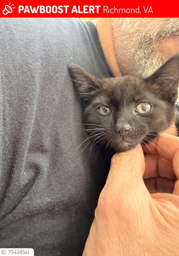 Lost Male Cat last seen Jahnke and Bloomfield, Richmond, VA 23225