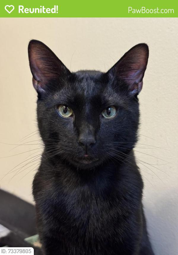 Reunited Male Cat last seen Highland High school, Highland, IN 46322