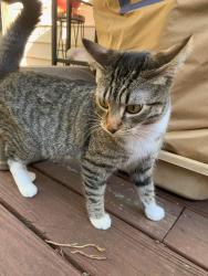 Reunited Unknown Cat last seen Little St SE and Connally St SE, Atlanta, GA 30315