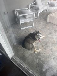 Found/Stray Unknown Dog last seen Quincy and Copperleaf, Aurora, CO 80015