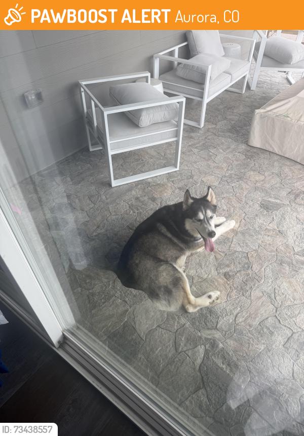 Found/Stray Unknown Dog last seen Quincy and Copperleaf, Aurora, CO 80015