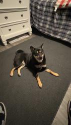 Reunited Female Dog last seen Douglas Ave between Palisade Ave and Park Ave, Yonkers, NY 10703
