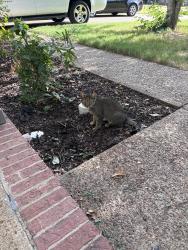 Found/Stray Male Cat last seen Swinnea and Goodman Rd, Southaven, MS 38671