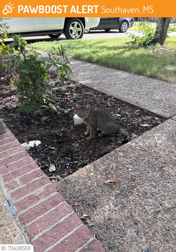 Found/Stray Male Cat last seen Swinnea and Goodman Rd, Southaven, MS 38671