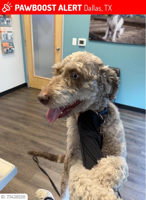 Lost Male Dog last seen CityVet on Ross, Dallas, TX 75204
