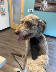 Lost Male Dog last seen CityVet on Ross, Dallas, TX 75204