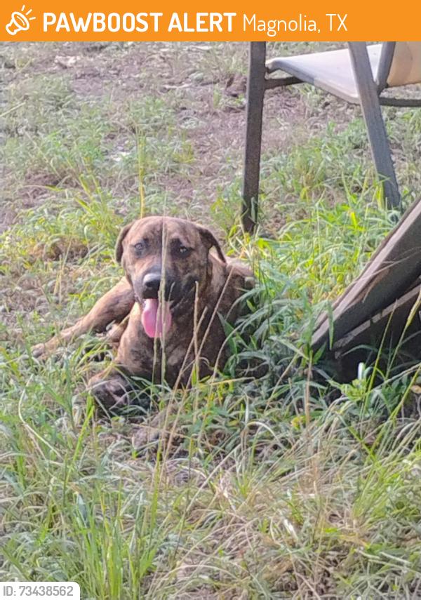 Found/Stray Male Dog last seen DeckerHills, Magnolia, TX 77354