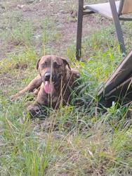 Found/Stray Male Dog last seen DeckerHills, Magnolia, TX 77354