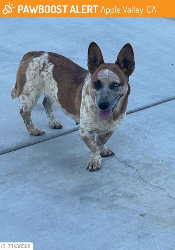 Found/Stray Female Dog last seen Nokomis Rd, Apple Valley, CA 92307