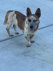 Found/Stray Female Dog last seen Nokomis Rd, Apple Valley, CA 92307