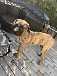 Found/Stray Unknown Dog last seen 73rd & Racine, Chicago, IL 60636