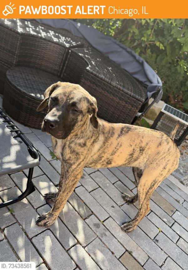 Found/Stray Unknown Dog last seen 73rd & Racine, Chicago, IL 60636