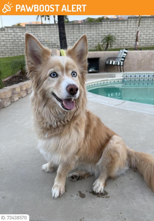 Found/Stray Female Dog last seen Morning Canyon Drive & Wilson Ave., Rancho Cucamonga, CA 91737