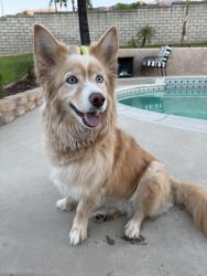 Found/Stray Female Dog last seen Morning Canyon Drive & Wilson Ave., Rancho Cucamonga, CA 91737