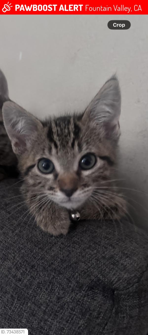 Lost Male Cat last seen Newhope, Fountain Valley, CA 92708