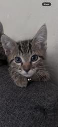 Lost Male Cat last seen Newhope, Fountain Valley, CA 92708