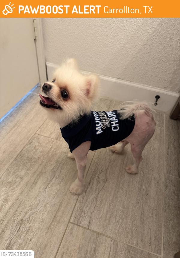 Found/Stray Male Dog last seen Country Villa & Marsh Ln, Carrollton, TX 75006