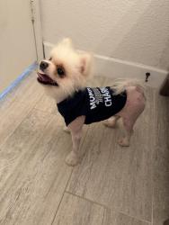 Found/Stray Male Dog last seen Country Villa & Marsh Ln, Carrollton, TX 75006