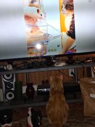 Found/Stray Male Cat last seen Near Stuart Street Green bay, Green Bay, WI 54301
