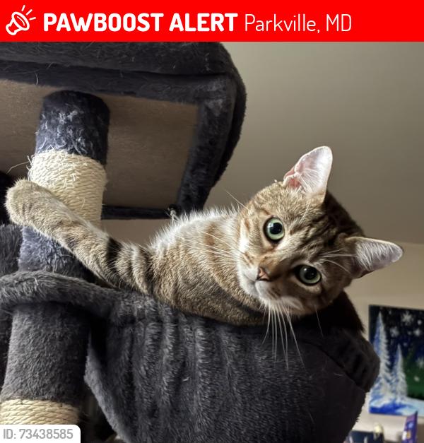 Lost Male Cat last seen Hillendale Road and Daytona Ave, Parkville, MD 21286