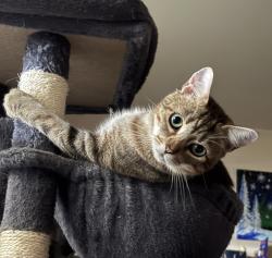Lost Male Cat last seen Hillendale Road and Daytona Ave, Parkville, MD 21286