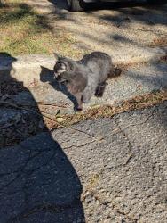 Reunited Female Cat last seen Vermont Ave., Asheville, NC 28806