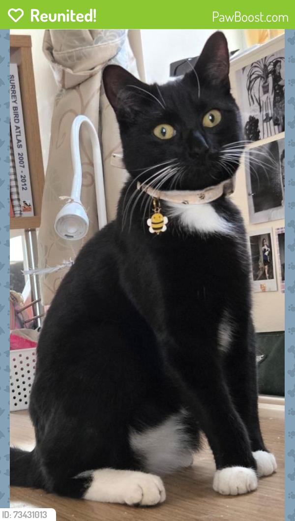 Reunited Male Cat last seen Runnymede Vet hosp - Egham, Caramelised SALES, taht private field behind the vets, the roundabout, Surrey, England TW20 0NB