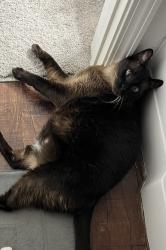 Reunited Male Cat last seen Near Skymont drive, Holly Springs, NC 27540