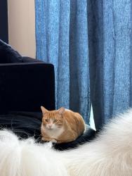 Lost Male Cat last seen Bell & 11 Mile, Southfield, MI 48034