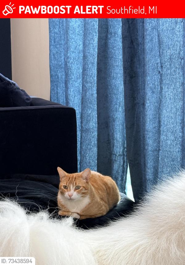 Lost Male Cat last seen Bell & 11 Mile, Southfield, MI 48034