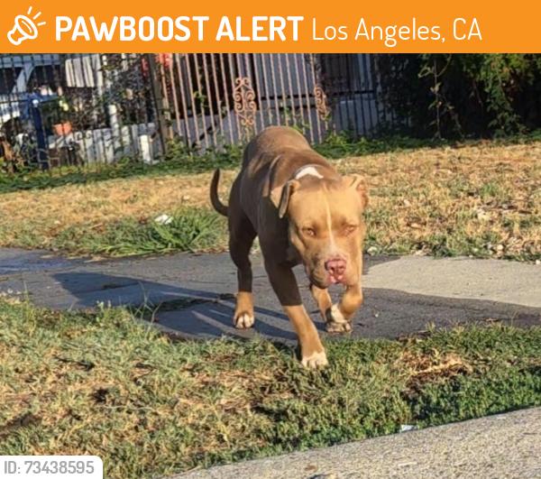 Found/Stray Male Dog last seen Grand Avenue and 109th Place, Los Angeles, CA 90044