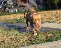 Found/Stray Male Dog last seen Grand Avenue and 109th Place, Los Angeles, CA 90044