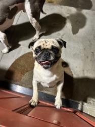 Reunited Male Dog last seen F St, Chula Vista, CA 91910, USA, Chula Vista, CA 91910
