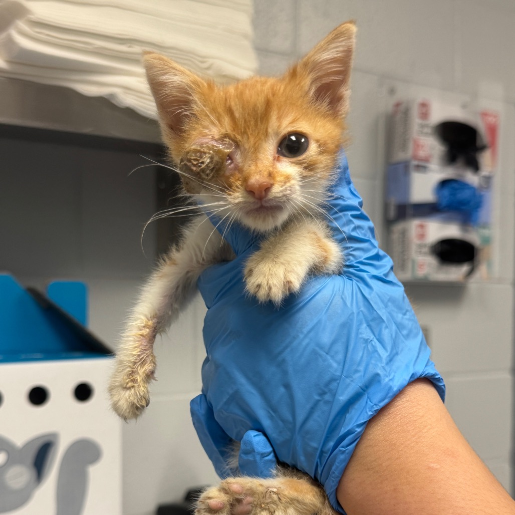 Shelter Stray Male Cat last seen , 328 Furman Hall Rd, Greenville, SC 29609, USA
