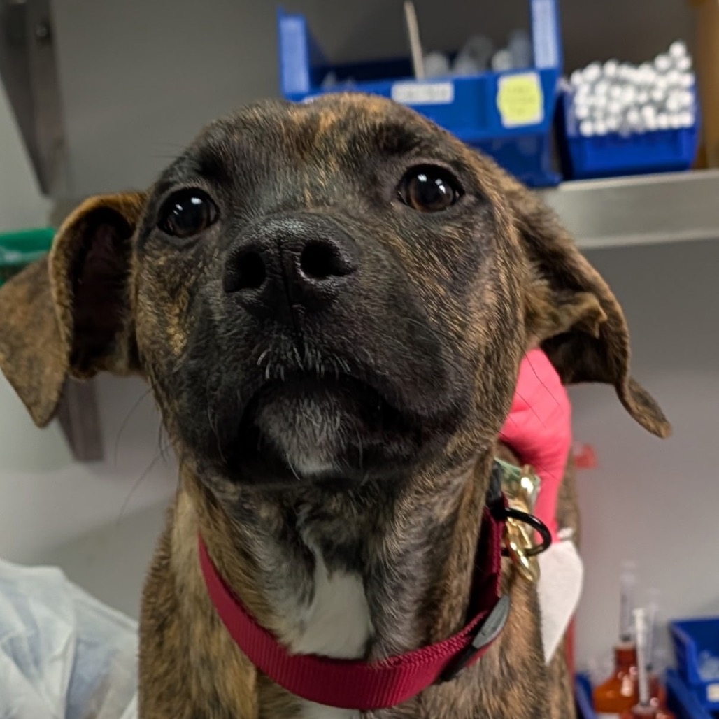 Shelter Stray Male Dog last seen , 328 Furman Hall Rd, Greenville, SC 29609, USA
