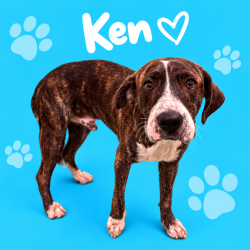 Shelter Stray Male Dog last seen , 2350 Appling City Cove, Memphis, TN 38133, USA
