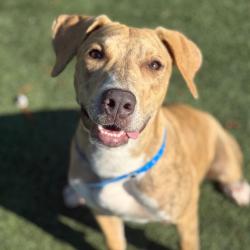 Shelter Stray Male Dog last seen , 2350 Appling City Cove, Memphis, TN 38133, USA