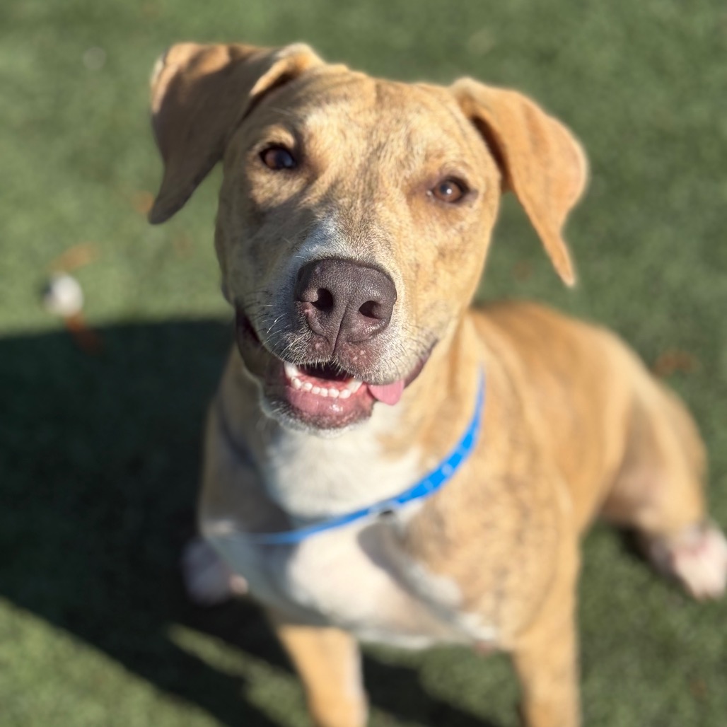 Shelter Stray Male Dog last seen , 2350 Appling City Cove, Memphis, TN 38133, USA