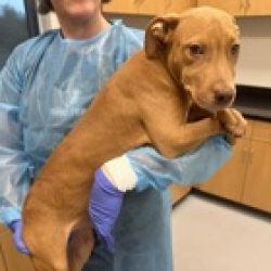 Shelter Stray Male Dog last seen , 3607 N Armenia Ave, Tampa, FL 33607, USA