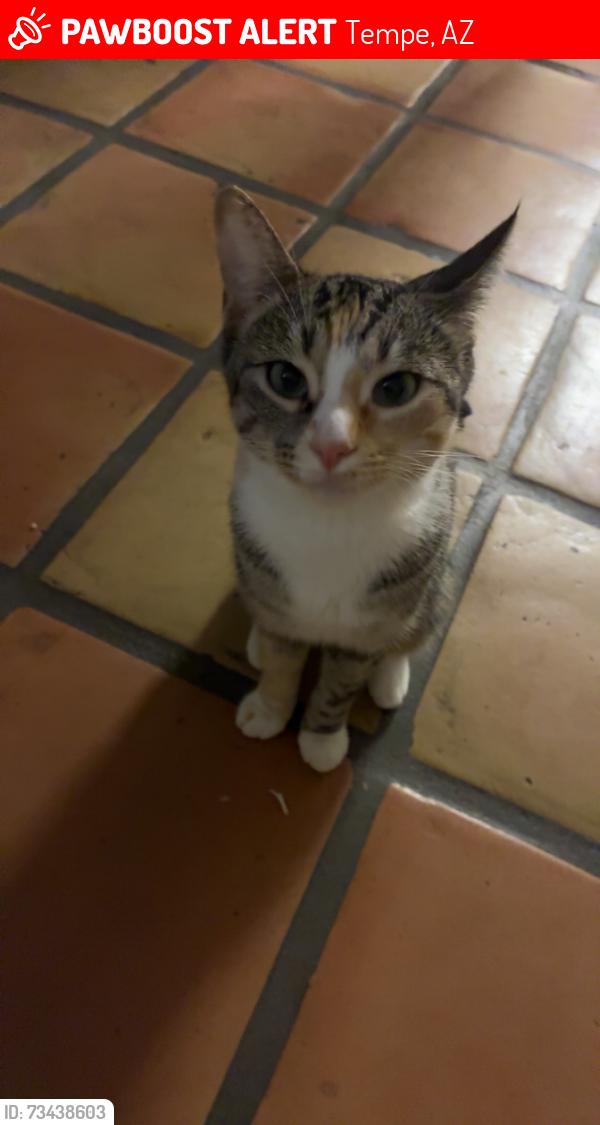Lost Female Cat last seen grandes cortes apmt complex, Tempe, AZ 85281