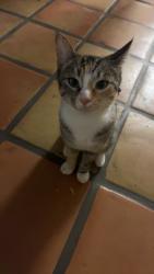 Lost Female Cat last seen grandes cortes apmt complex, Tempe, AZ 85281